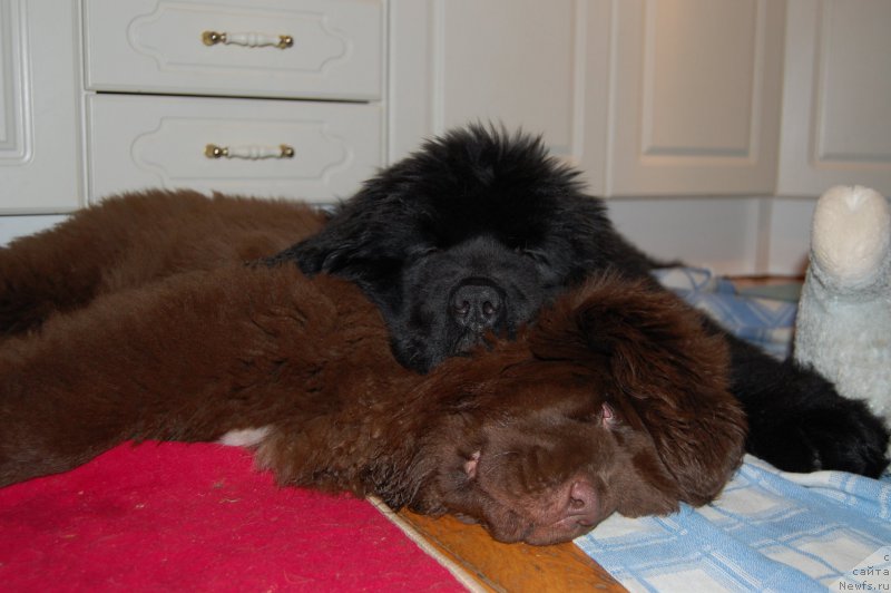 Фото: ньюфаундленд Brownblood MSK Amadey-Defender (Браунблад МСК Амадей-Дефендер), ньюфаундленд Brownblood MSK Alpina Guardian Soul (Браунблад МСК Альпина Гуардиан Соул)