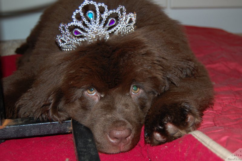 Фото: ньюфаундленд Brownblood MSK Alpina Guardian Soul (Браунблад МСК Альпина Гуардиан Соул)