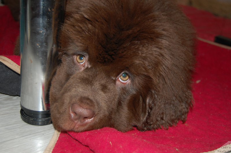 Фото: ньюфаундленд Brownblood MSK Alpina Guardian Soul (Браунблад МСК Альпина Гуардиан Соул)