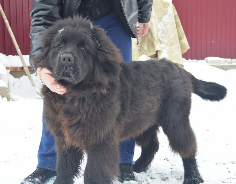 Фотография № 218012