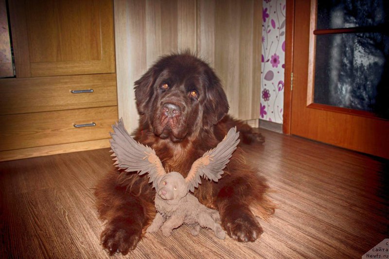 Фото: ньюфаундленд Chernyi Sharm Angel'skaya Krasota (Черный Шарм Ангельская Красота)