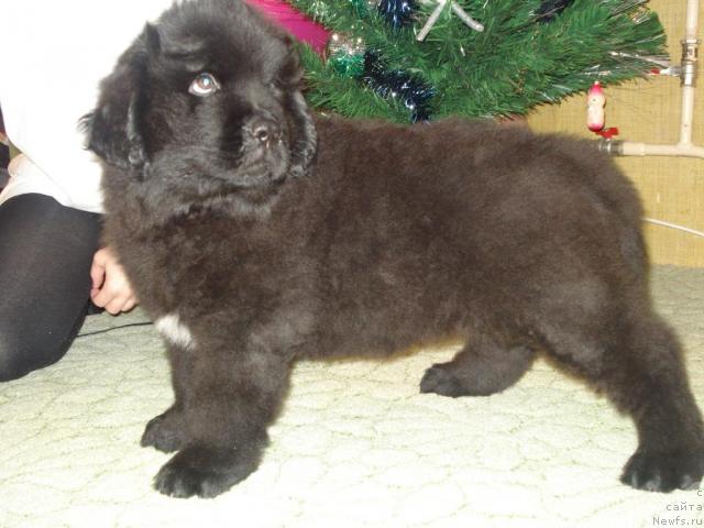 Фото: ньюфаундленд Kapitan N'yufort (Капитан Ньюфорт)