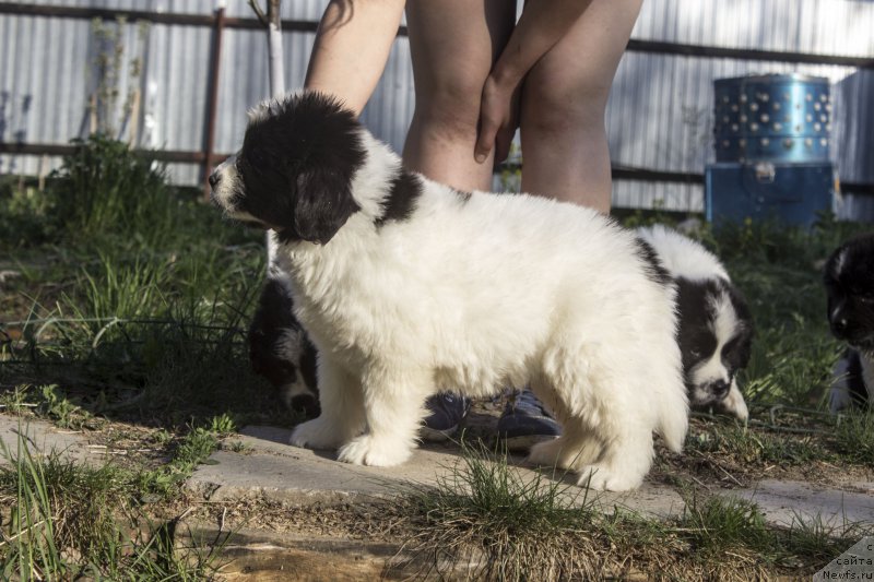 Фото: ньюфаундленд Eksklyuzive Macho Myen fo Birbruk (Ексклюзиве Мачо Мэн фо Бирбрук)