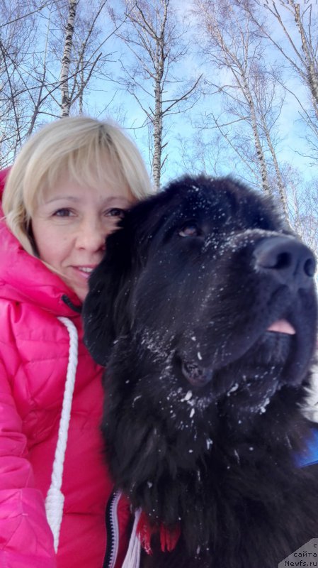 Фото: ньюфаундленд My Frend Newfy' Abigail Miss Churchill, Natal'ya Afanas'eva (Наталья Афанасьева)