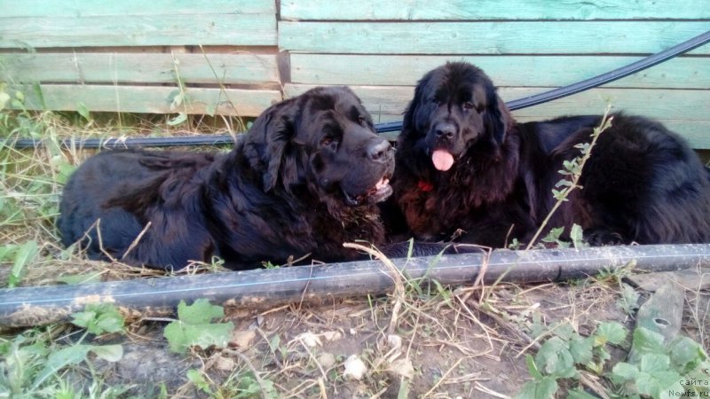 Фото: ньюфаундленд Arna (Арна), ньюфаундленд My Frend Newfy' Abigail Miss Churchill
