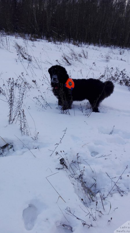 Фото: ньюфаундленд My Frend Newfy' Abigail Miss Churchill