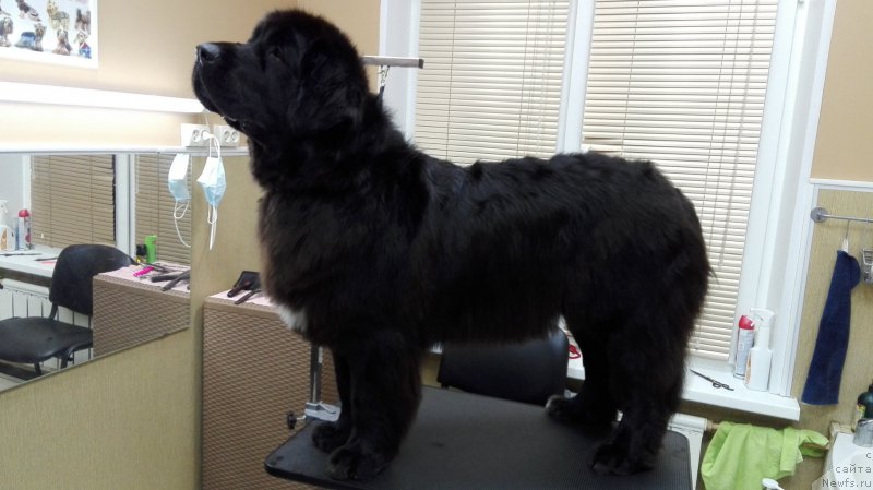 Фото: ньюфаундленд My Frend Newfy' Abigail Miss Churchill