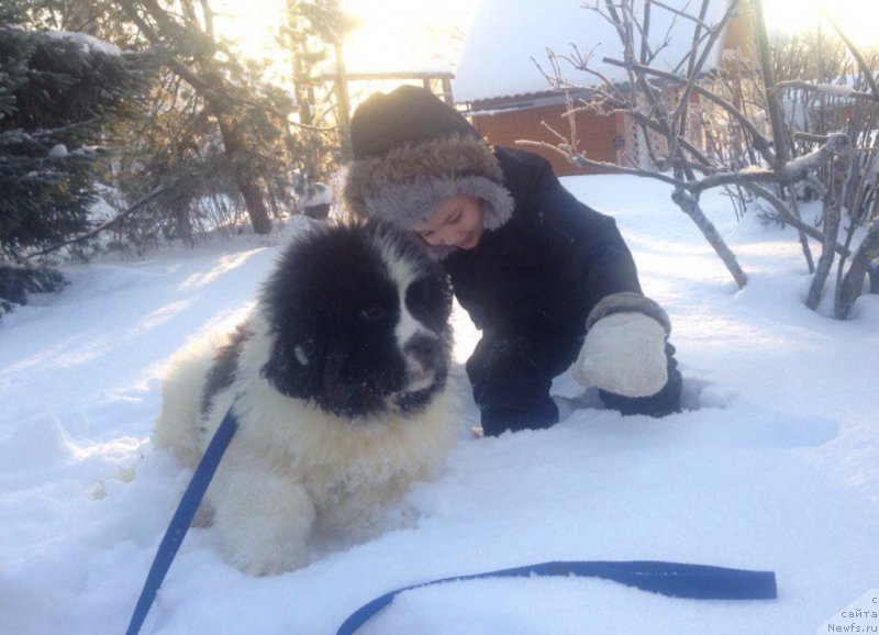 Фото: ньюфаундленд Viking ot Karelskikh Medvedey (Викинг от Карельских Медведей)