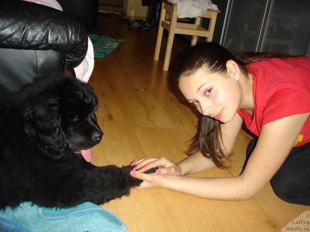 Фото: ньюфаундленд N'yufort Lapochka Dochka (Ньюфорт Лапочка Дочка)