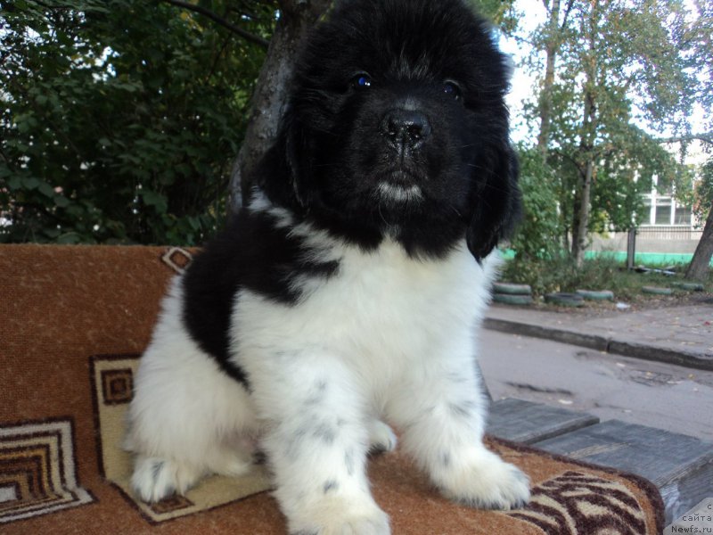 Фото: ньюфаундленд Borealis Fantasy Zhozefina (Бореалис Фентази Жозефина)