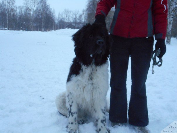 Фото: ньюфаундленд Borealis Fantasy Zhozefina (Бореалис Фентази Жозефина)