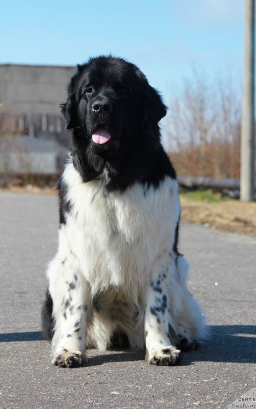 Фото: ньюфаундленд Borealis Fantasy Zhozefina (Бореалис Фентази Жозефина)