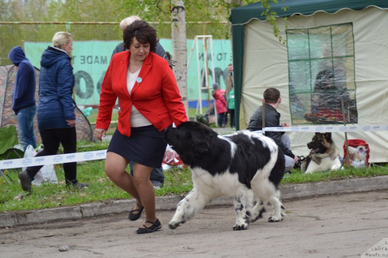 Фото: ньюфаундленд Borealis Fantasy Zhozefina (Бореалис Фентази Жозефина)