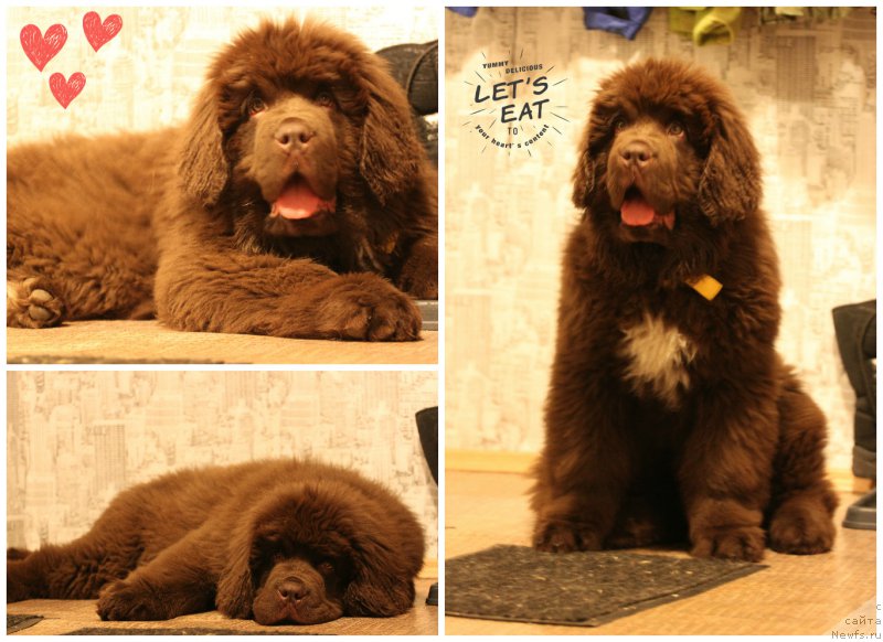 Фото: ньюфаундленд Brownblood MSK Abrams-Strong (Браунблад МСК Абрамс-Стронг)