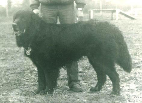 Фото: ньюфаундленд Mister Ringo Amiges (Мистер Ринго Амигес)