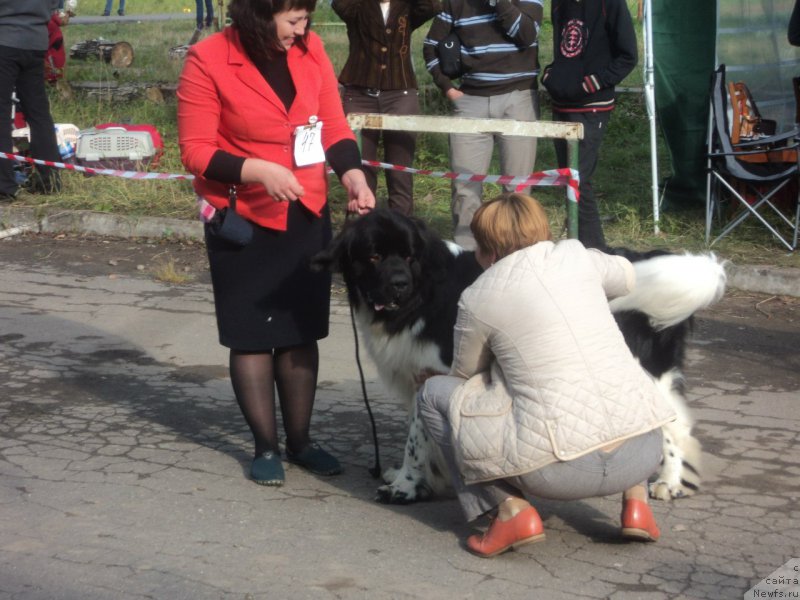 Фото: ньюфаундленд Bagration Ispolnenie Mechtyi (Багратион Исполнение Мечты)