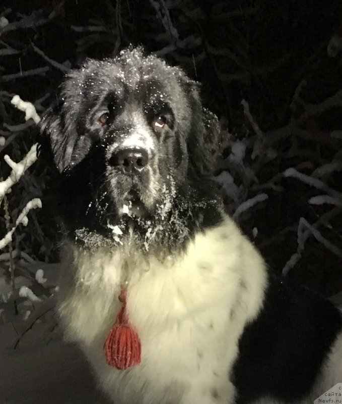 Фото: ньюфаундленд Sent Djons Isida (Сент Джонс Исида)