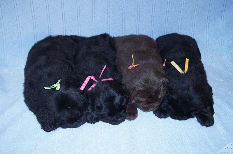 Фотография № 218114