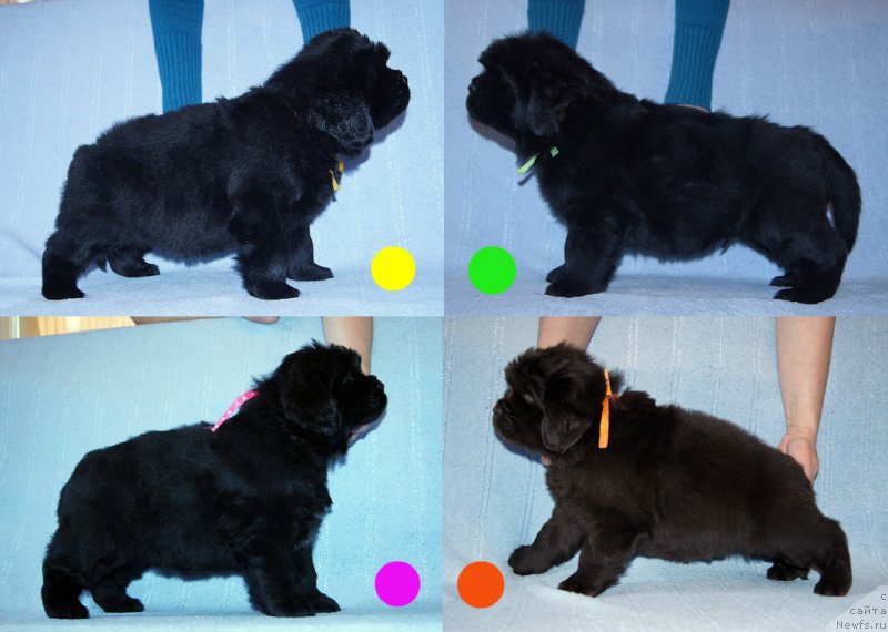 Фотография № 218115