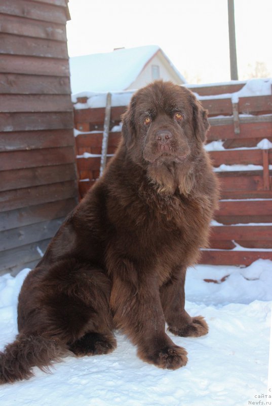 Фото: ньюфаундленд Naomi Tagoliri for Brouwnblood (Наоми Таголири фор Браунблад)