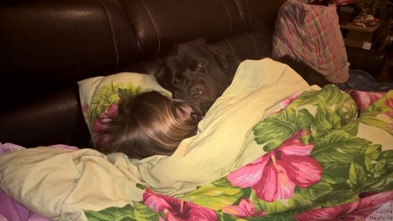 Фото: ньюфаундленд Brownblood MSK Zhanara Haya (Браунблад МСК Жанара Хайя)