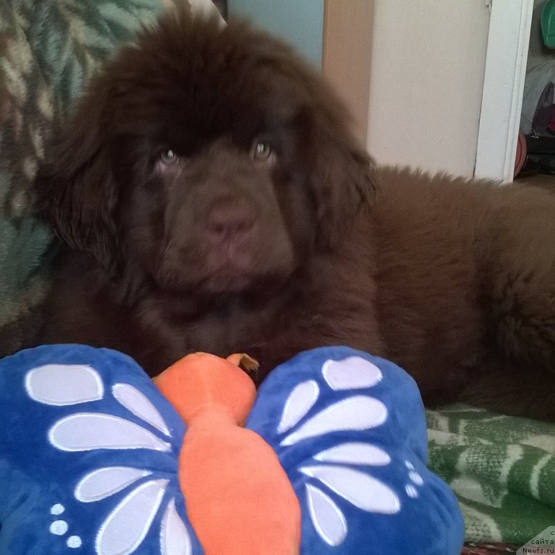 Фото: ньюфаундленд Brownblood MSK Alpina Guardian Soul (Браунблад МСК Альпина Гуардиан Соул)