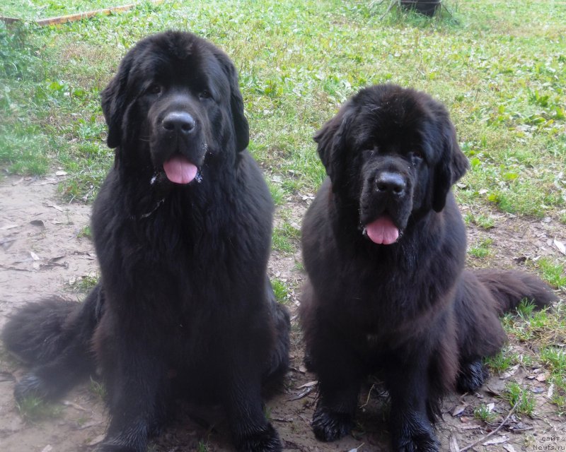 Фото: ньюфаундленд Toptyzhka Galatea Morskaya Nereida (Топтыжка Галатея Морская Нереида), ньюфаундленд Toptyzhka Geroy Nashego Vremeni (Топтыжка Герой Нашего Времени)