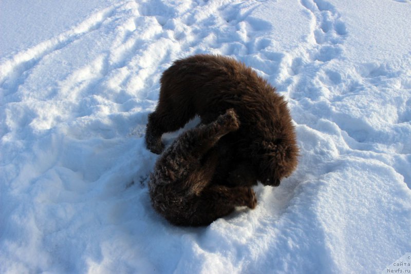 Фото: ньюфаундленд Brownblood MSK Armata Loyar Aid (Браунблад МСК Армата Лойар Аид), ньюфаундленд Brownblood MSK Avanti Darling Kid (Браунблад МСК Аванти Дарлинг Кид)