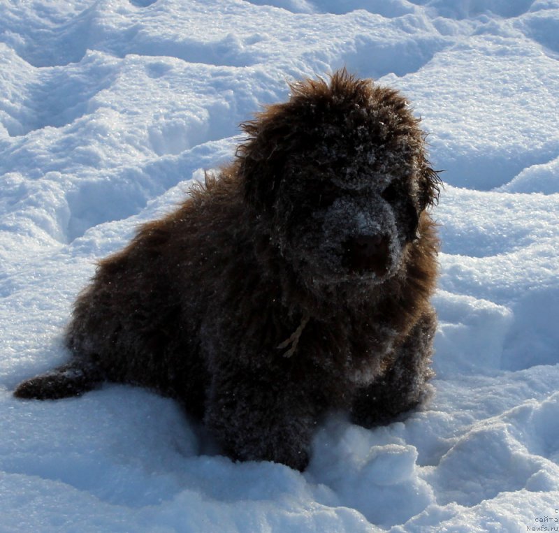 Фото: ньюфаундленд Brownblood MSK Avanti Darling Kid (Браунблад МСК Аванти Дарлинг Кид)