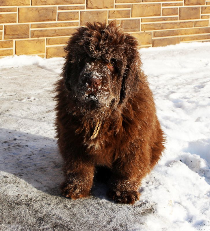 Фото: ньюфаундленд Brownblood MSK Avanti Darling Kid (Браунблад МСК Аванти Дарлинг Кид)