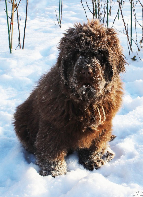 Фото: ньюфаундленд Brownblood MSK Avanti Darling Kid (Браунблад МСК Аванти Дарлинг Кид)