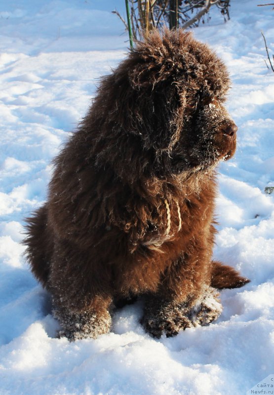 Фото: ньюфаундленд Brownblood MSK Avanti Darling Kid (Браунблад МСК Аванти Дарлинг Кид)