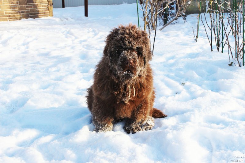 Фото: ньюфаундленд Brownblood MSK Avanti Darling Kid (Браунблад МСК Аванти Дарлинг Кид)