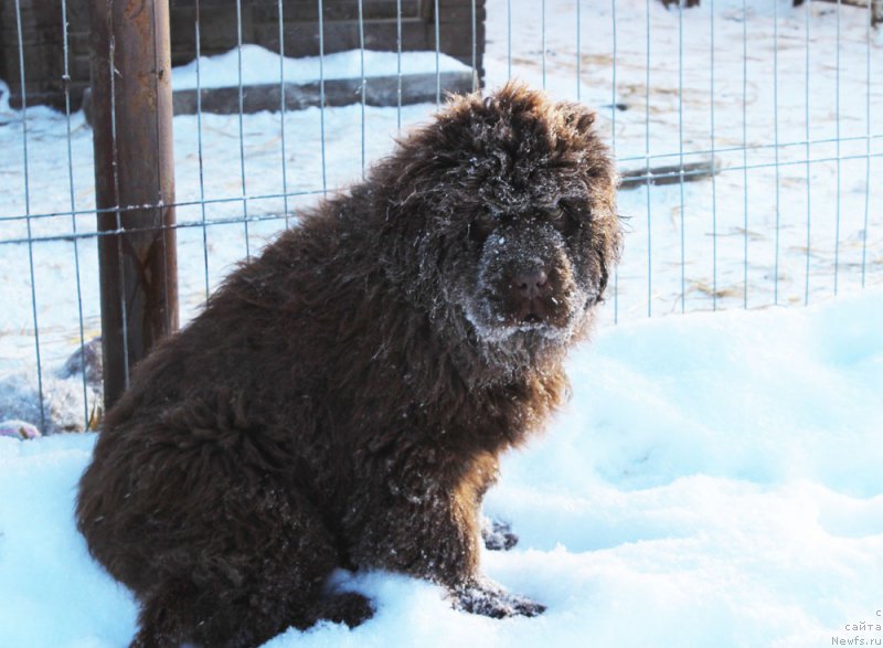 Фото: ньюфаундленд Brownblood MSK Avanti Darling Kid (Браунблад МСК Аванти Дарлинг Кид)