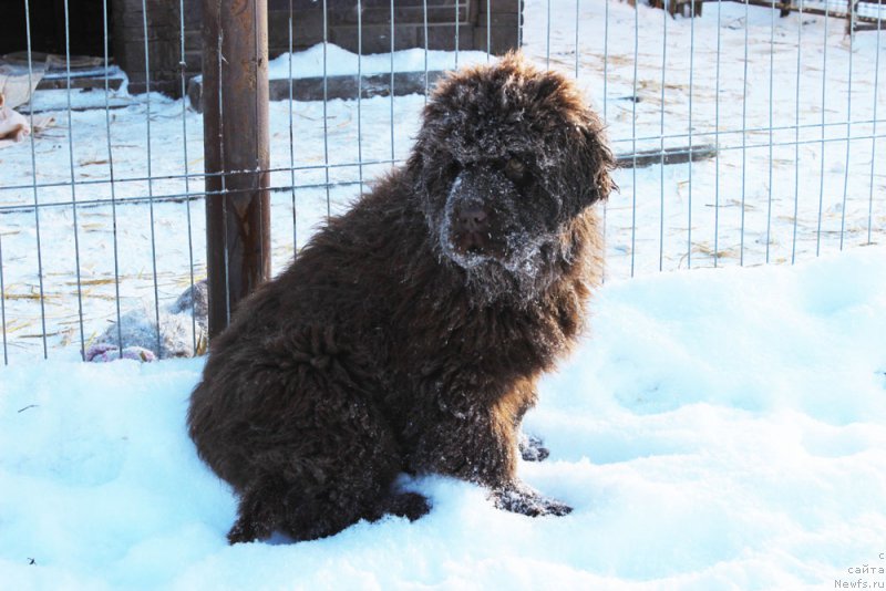 Фото: ньюфаундленд Brownblood MSK Avanti Darling Kid (Браунблад МСК Аванти Дарлинг Кид)
