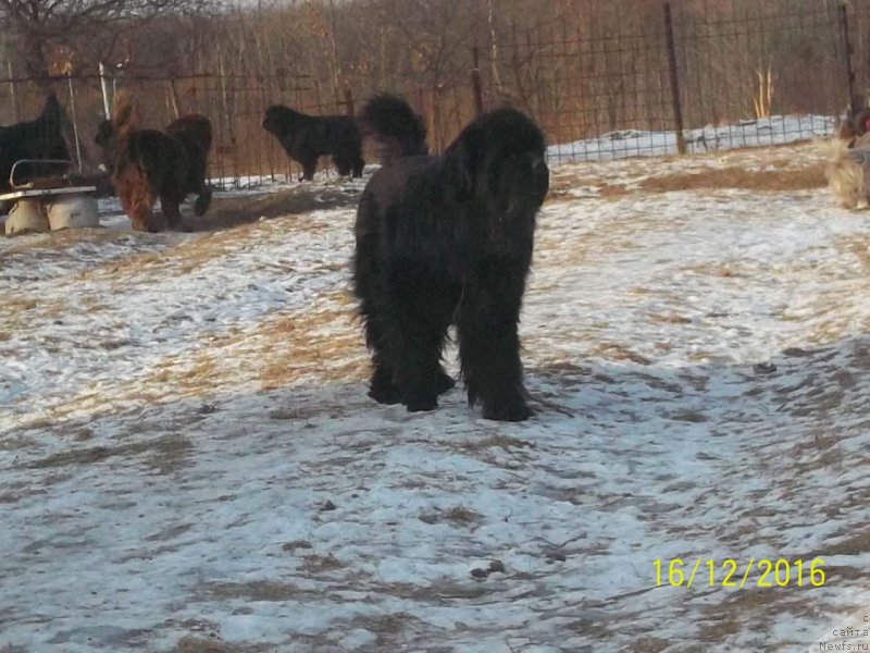 Фото: ньюфаундленд Super Premium Mikado (Супер Премиум Микадо)