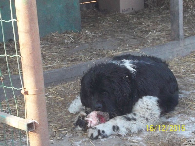 Фото: ньюфаундленд Selin Dion (Селин Дион)