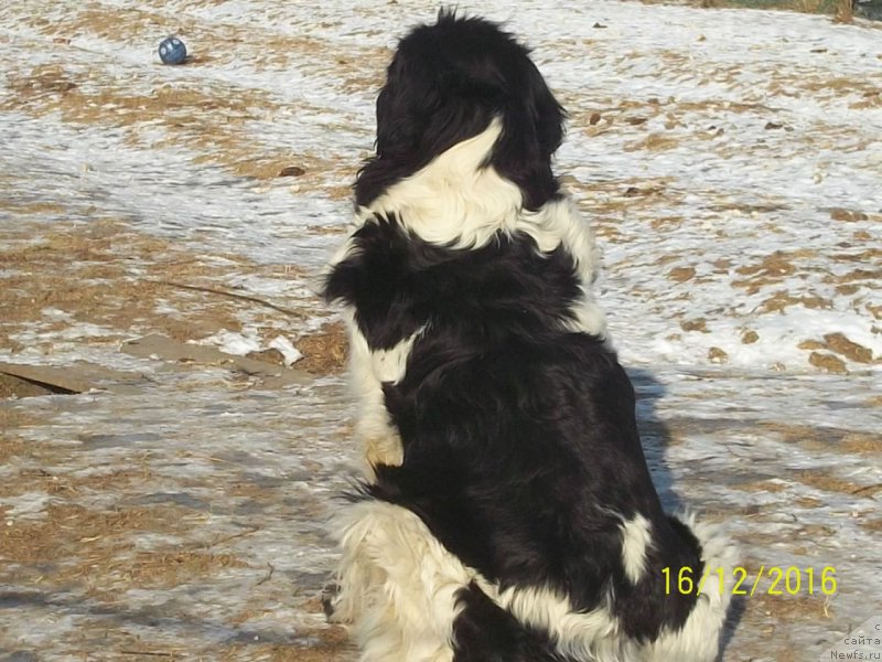 Фото: ньюфаундленд Super Premium Litoniel Vallaninor (Супер Премиум Литониэль Валланинор)