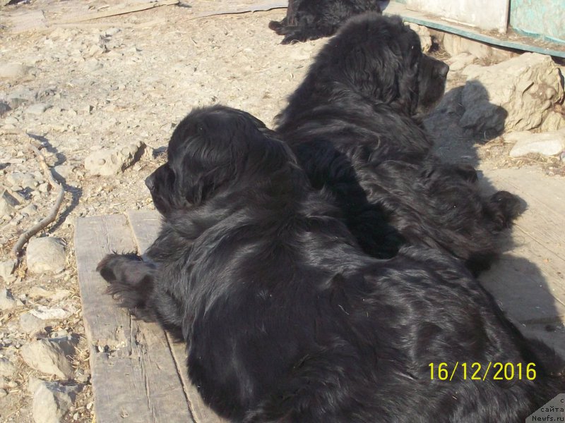 Фото: ньюфаундленд Vito Kacho Ferl (Вито Качо Ферл), ньюфаундленд Viktorius Smayl (Викториус Смайл)