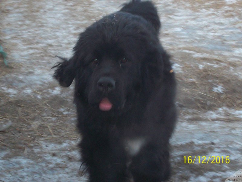 Фото: ньюфаундленд Stepan Razin (Степан Разин)