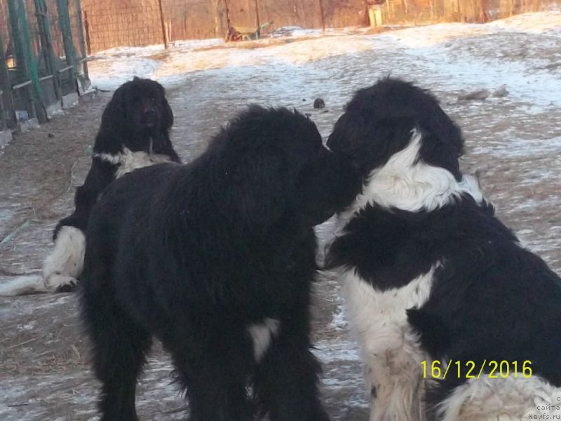 Фото: ньюфаундленд Super Premium Litoniel Vallaninor (Супер Премиум Литониэль Валланинор), ньюфаундленд Stepan Razin (Степан Разин), ньюфаундленд Selin Dion (Селин Дион)