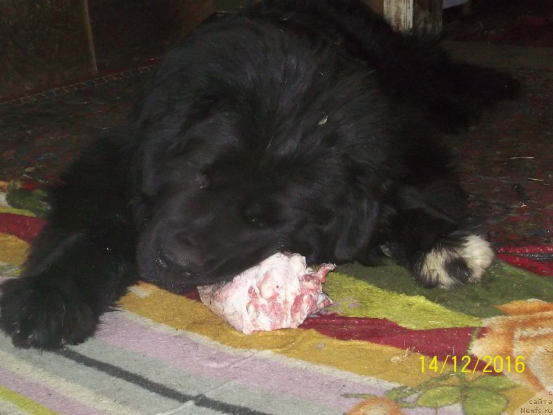 Фото: ньюфаундленд Stepan Razin (Степан Разин)