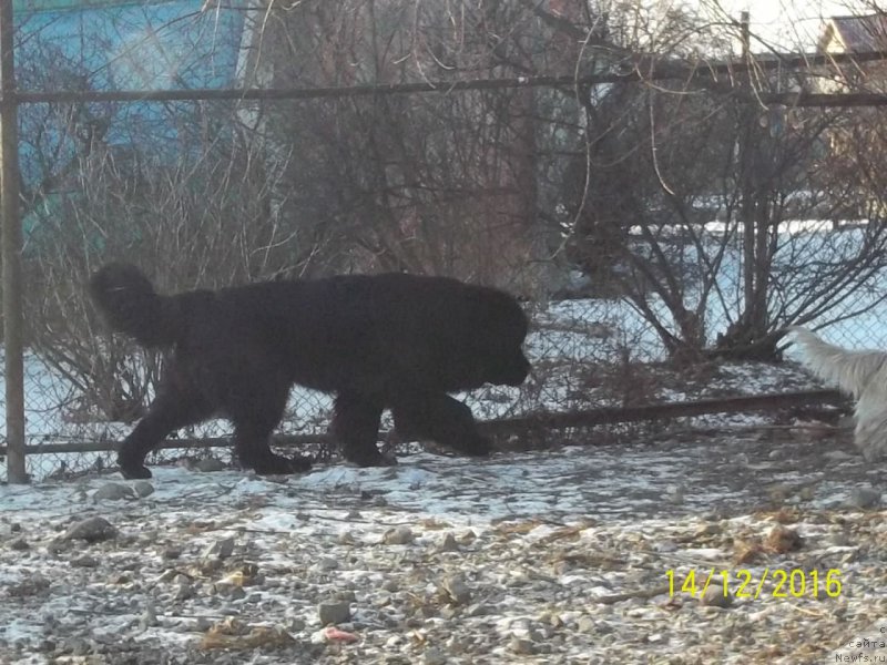 Фото: ньюфаундленд Stepan Razin (Степан Разин)