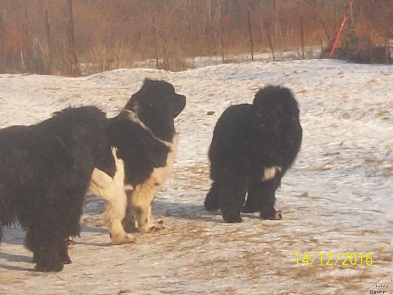 Фото: ньюфаундленд Super Premium Nao Del Trato (Супер Премиум Нао Дел Трато), ньюфаундленд Stepan Razin (Степан Разин), ньюфаундленд Selin Dion (Селин Дион)