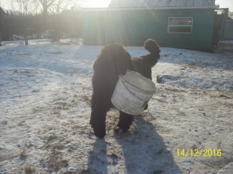 Фото: ньюфаундленд Stepan Razin (Степан Разин)