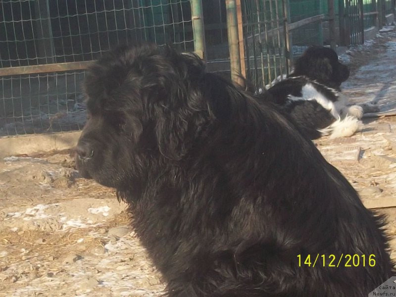 Фото: ньюфаундленд Super Premium Nao Del Trato (Супер Премиум Нао Дел Трато)