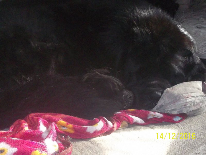 Фото: ньюфаундленд Super Premium Liniel Daylirring (Супер Премиум Линиэль Дайлиррин)