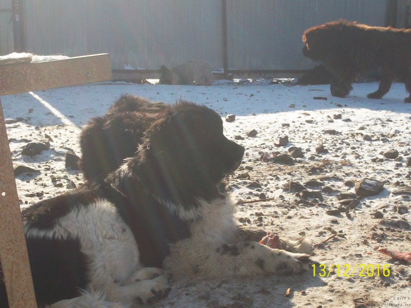 Фото: ньюфаундленд Selin Dion (Селин Дион)