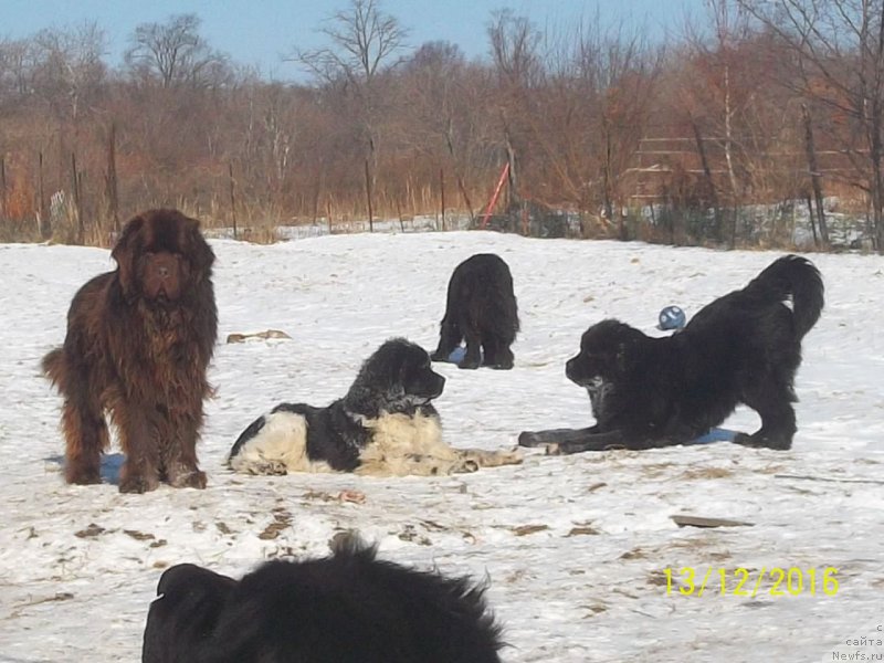 Фото: ньюфаундленд N'yufort YU'Severino (Ньюфорт Ю'Северино)