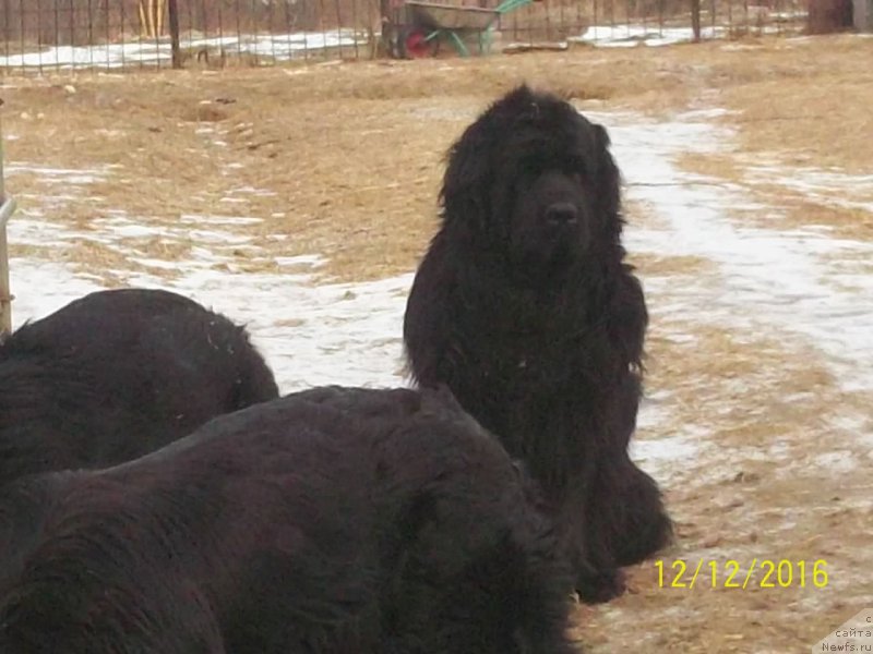 Фото: ньюфаундленд Super Premium Nao Del Trato (Супер Премиум Нао Дел Трато)